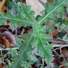 Cirsium arvense