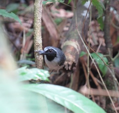 Myrmoborus myotherinus