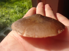 Pluteus americanus