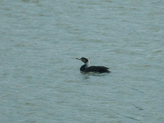 Phalacrocorax carbo