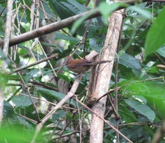 Pheugopedius genibarbis