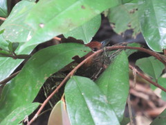 Thamnophilus aethiops