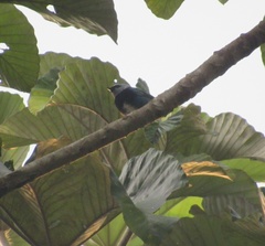 Stilpnia nigrocincta