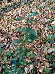 Ilex colchica