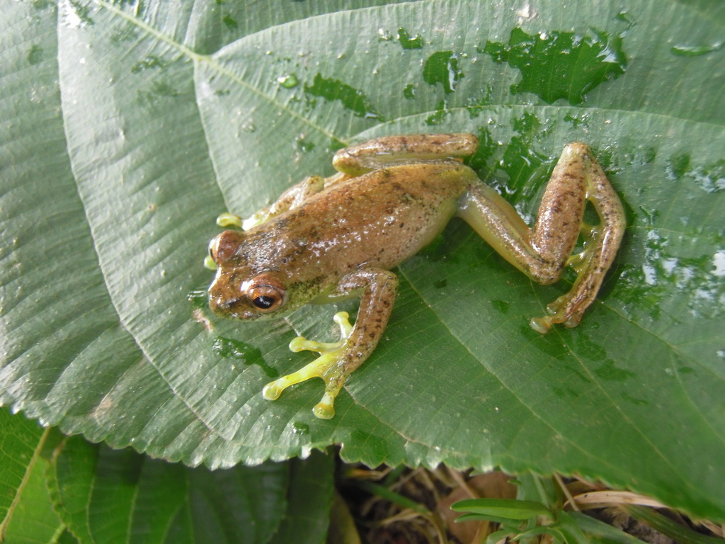 Highland Reed Frog