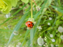 Coccinella septempunctata