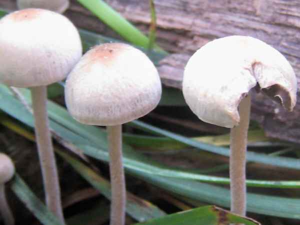 Panaeolus olivaceus image