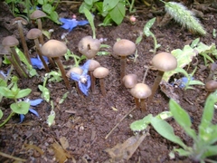 Panaeolus bisporus