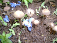 Panaeolus bisporus