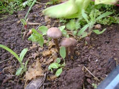 Panaeolus bisporus