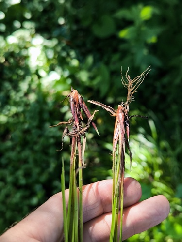 Наблюдение на iNaturalist