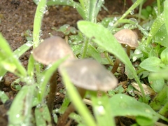 Panaeolus bisporus
