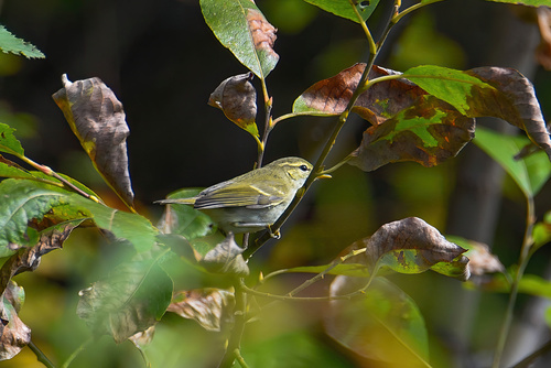 Two-barred Warbler (Phylloscopus plumbeitarsus), photo 2