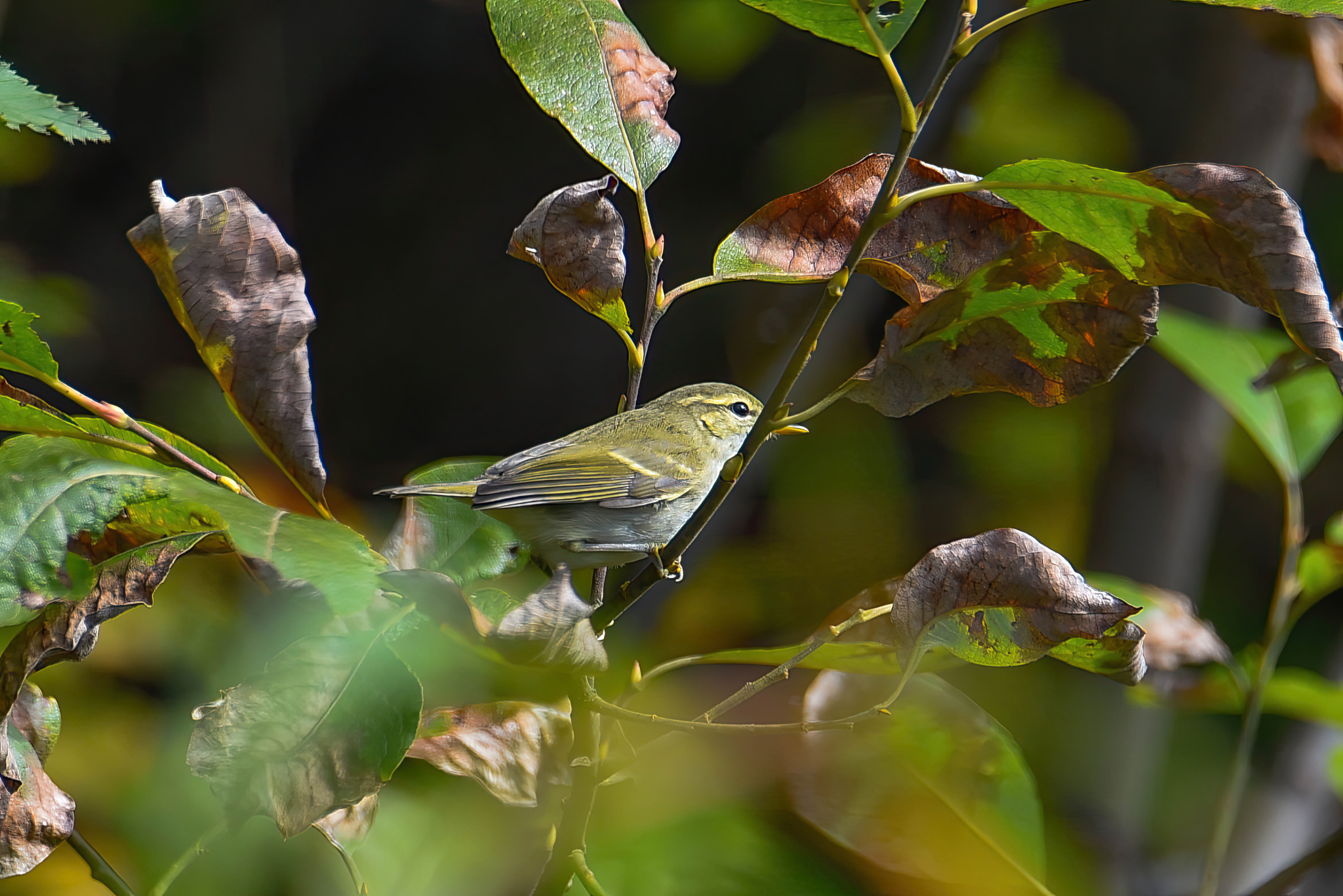 Two-barred Warbler (Phylloscopus plumbeitarsus), photo 2