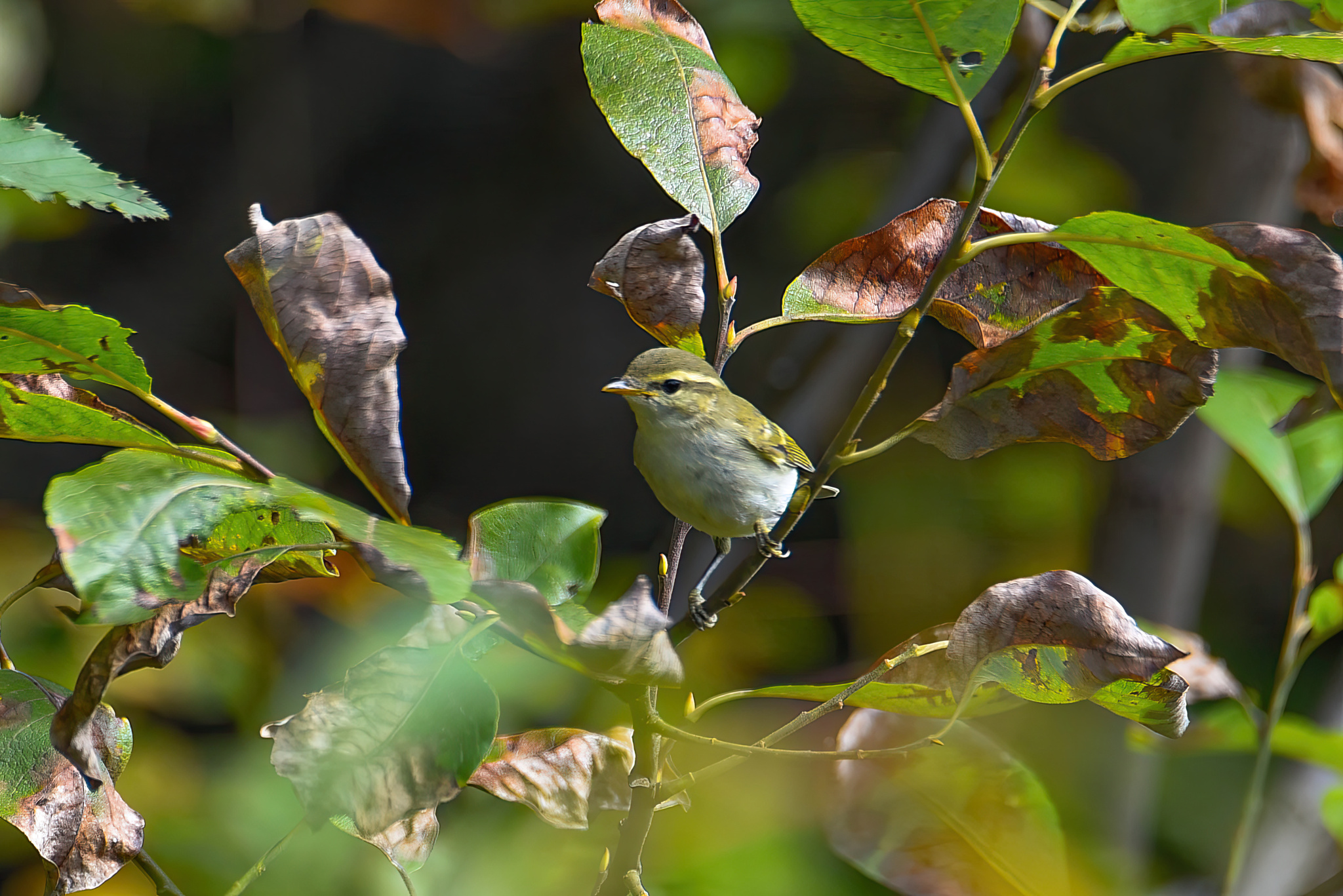Two-barred Warbler (Phylloscopus plumbeitarsus), photo 3