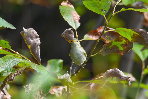 Two-barred Warbler (Phylloscopus plumbeitarsus), photo 10