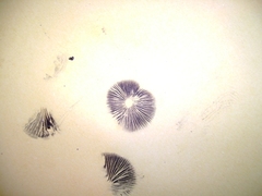 Panaeolus bisporus