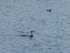 Phalacrocorax carbo