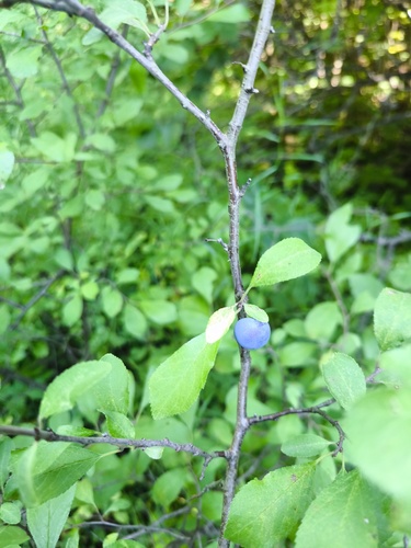 Наблюдение на iNaturalist