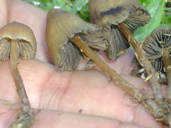 Psilocybe mexicana
