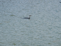 Phalacrocorax carbo