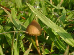 Psilocybe mexicana
