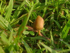 Psilocybe mexicana