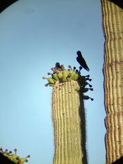 Progne subis hesperia