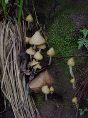 Psilocybe zapotecorum