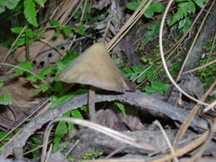 Psilocybe zapotecorum