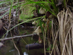 Psilocybe zapotecorum