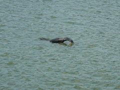 Phalacrocorax carbo