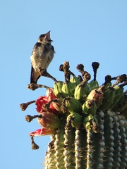 Progne subis hesperia