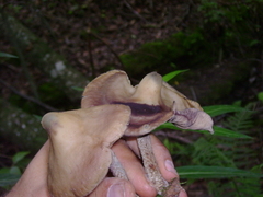 Psilocybe zapotecorum