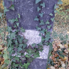 Hedera helix