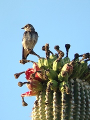 Progne subis hesperia