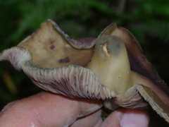 Psilocybe zapotecorum