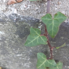 Hedera helix