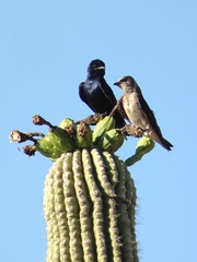 Progne subis hesperia