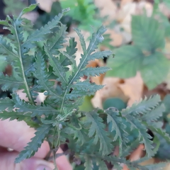 Tanacetum vulgare