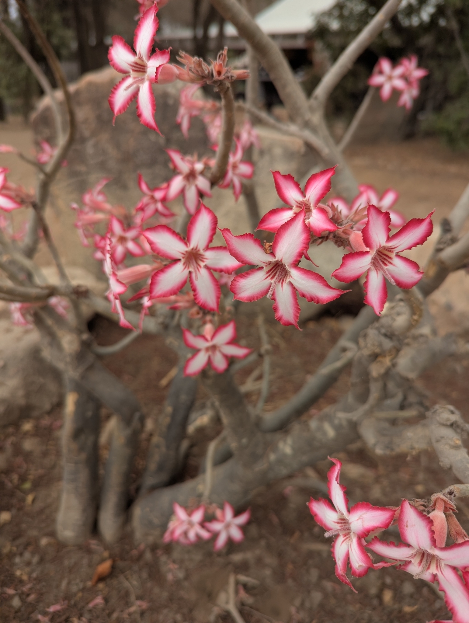 Adenium Multiflorum (Adenium multiflorum)
