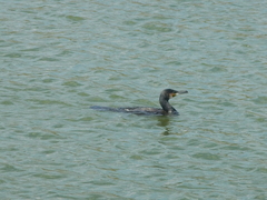 Phalacrocorax carbo