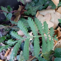 Tanacetum vulgare