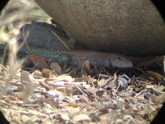 Aspidoscelis stictogrammus