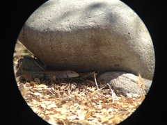 Aspidoscelis stictogrammus