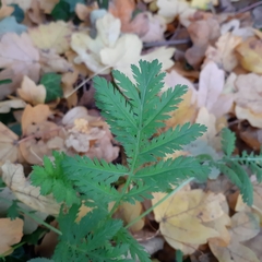 Tanacetum vulgare