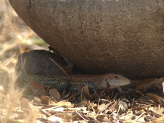 Aspidoscelis stictogrammus