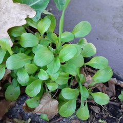 Magnoliopsida