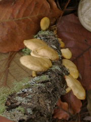 Lentinula