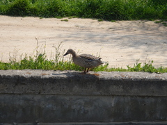 Anas platyrhynchos
